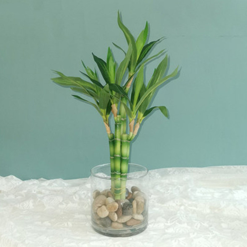 Aquarium Plant Display - Nova Planta Artificial de Bambu da