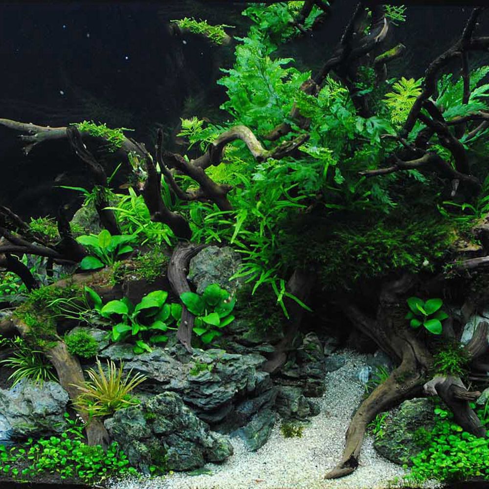 Madeira n1n paisagismo decoraç - Aquarium Planted Wood avaliação e preço