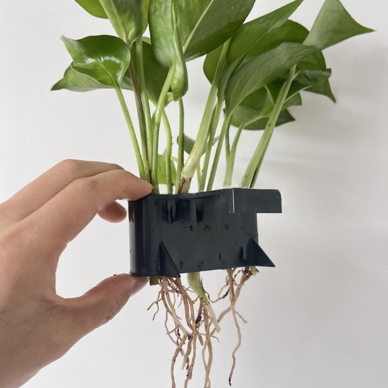 A imagem está disponível para  - Emersed Plants Aquarium avaliação e preço