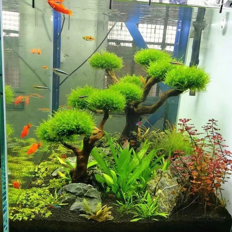 Quadro De Madeira Decorativa P - Aquarium Planted Wood avaliação e preço