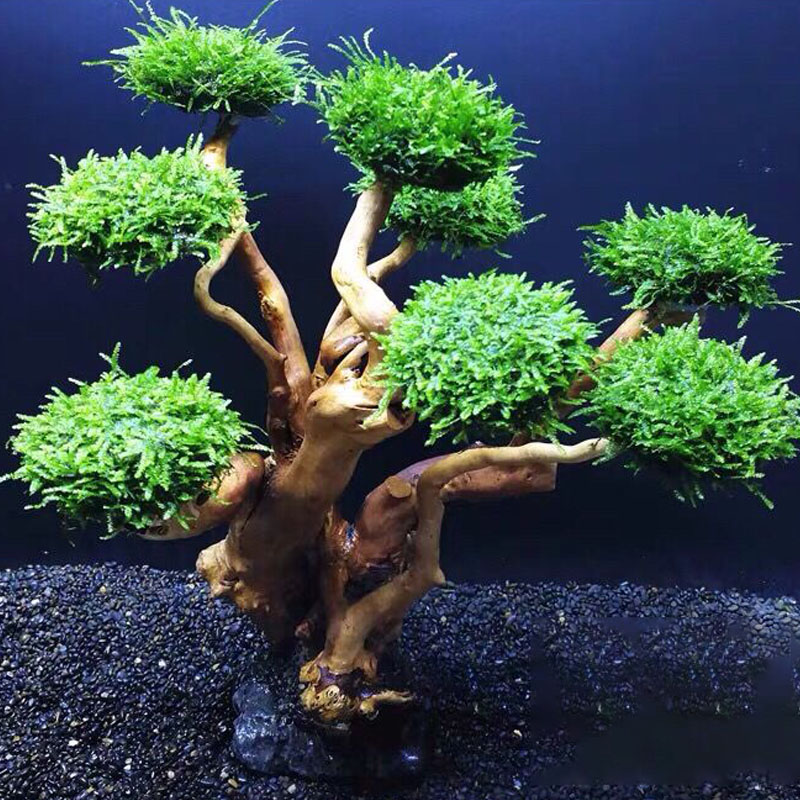Quadro De Madeira Decorativa P - Aquarium Planted Wood avaliação e preço