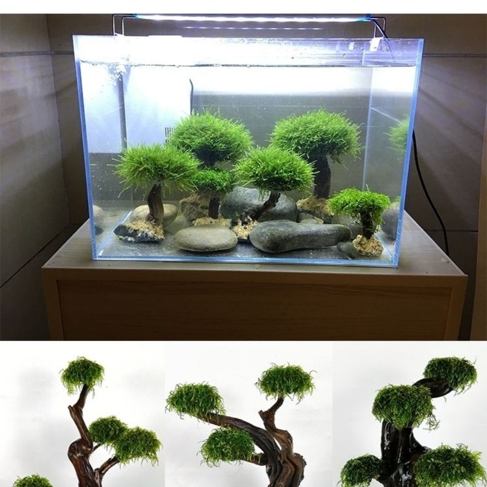 Quadro De Madeira Decorativa P - Aquarium Planted Wood avaliação e preço