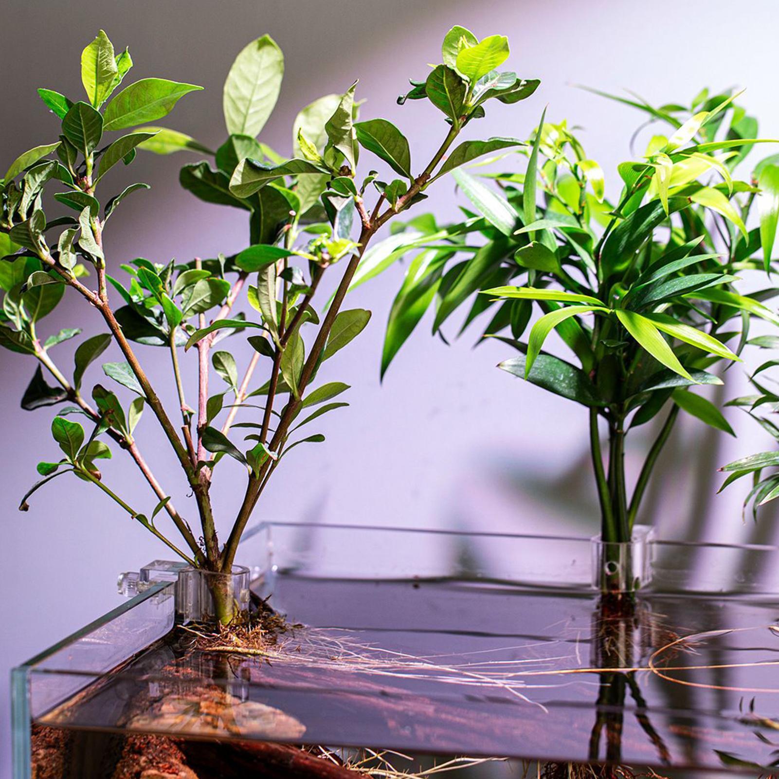 Suportes Transparentes para Pl - Aquarium Plant Growing avaliação e preço