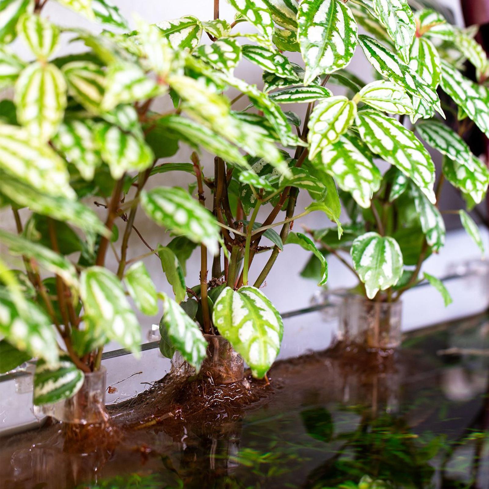Suportes Transparentes para Pl - Aquarium Plant Growing avaliação e preço