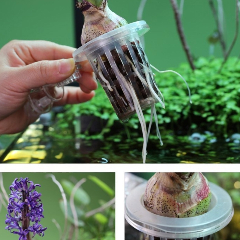 Aquários planta suporte cultiv - Emersed Plants Aquarium avaliação e preço